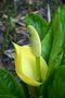 vignette Lysichiton americanus