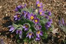 vignette Pulsatilla vulgaris