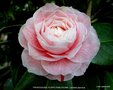 vignette Camlia ' PROFESSORE FILIPPO PARLATORE ' camellia japonica