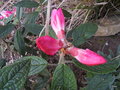 vignette Rhododendron Edgeworthii