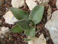 vignette agave parryi huachucensis