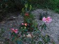 vignette Rhododendron Polyroi et ses fleurs  plat au 24 04 10