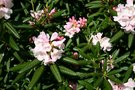 vignette Rhododendron  anwheiense