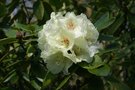 vignette Rhododendron 'Diane'