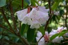 vignette Rhododendron oreodoxa var. fargesii
