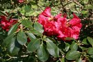 vignette Rhododendron thomsonii