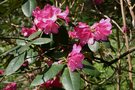 vignette Rhododendron thomsonii cv.