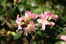 vignette Rhododendron triflorum var. bauhiniiflorum