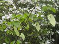 vignette Davidia involucrata (arbre à mouchoirs) devant cornus florida rainbow au 23 04 10