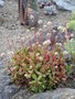 vignette Crassula pubescens ssp Radicans