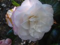 vignette Camellia japonica Dsire toujours aussi beau au 24 04 10