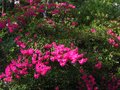 vignette Azalea japonica fleurs rose-mauve petites feuilles au 24 04 10
