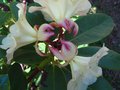 vignette Rhododendron Invitation et sa belle collerette au 24 04 10