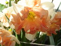 vignette Narcissus 'Apricot Whirl'