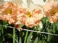 vignette Narcissus 'Apricot Whirl'