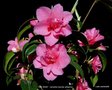 vignette Camlia ' GAY BABY ' camellia hybride williamsii