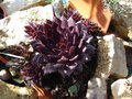 vignette Sempervivum (joubarbe)