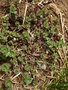 vignette Sedum spurium 'Purple Carpet'