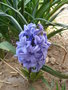 vignette Hyacinthus
