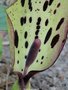 vignette Arum maculatum , gouet tachet