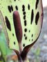 vignette Arum maculatum , gouet tachet
