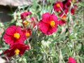 vignette helianthemum supreme rouge