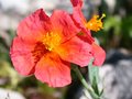 vignette helianthemum 