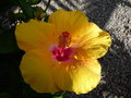 vignette Hibiscus jaune