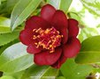 vignette Camlia ' NIGHT RIDER ' camellia hybride