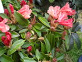 vignette Rhododendron Jingles Bells