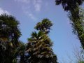 vignette Trachycarpus fortunei(le plus haut en Angleterre -'peut etre')