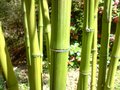 vignette Phyllostachys bambusoides 'marliacea'