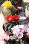 vignette cactus en fleurs