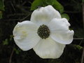 vignette Cornus florida