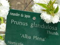 vignette Prunus glandulosa 'Alba Plena'