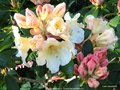 vignette Rhododendron X ' HORIZON MONARCH '