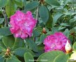 vignette Rhododendron X ' GERMANIA '