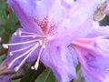 vignette Rhododendron Augustinii Electra gros plan au 25 04 10