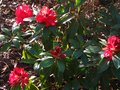 vignette Rhododendron Halfdan Lem au 26 04 10