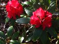 vignette Rhododendron Halfdan Lem gros plan des grandes fleurs au 26 04 10