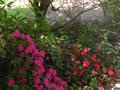 vignette Azalea japonica grandes fleurs escalier nord au 26 04 10