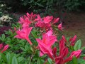 vignette Rhododendron Jolie Madame trs parfum gros plan au 25 04 10