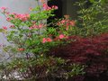 vignette Rhododendron Jolie madame trs parfum au 25 04 10