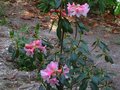 vignette Rhododendron Cinnabarinum Polyroi et ses trs grandes fleurs 
