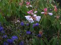 vignette Rhododendron Loderi King Georges et ses grandes fleurs parfumes au 26 04 10