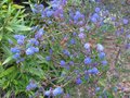 vignette Ceanothus Concha au 25 04 10