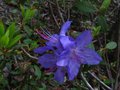 vignette Rhododendron Augustinii St Tudy au 25 04 10