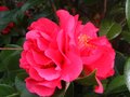 vignette Camellia japonica Kramers suprme au 25 04 10