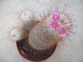 vignette mammillaria bombicina en fleurs