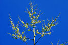 vignette Agavaceae - Furcraea bedinghausii